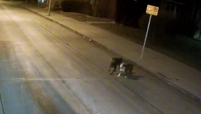 This Bus Driver Notices 2 Lost Dogs On The Roadside, Helps Them Make It Home For The Holidays This Bus Driver Notices 2 Lost Dogs On The Roadside, Helps Them Make It Home For The Holidays