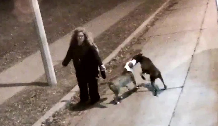 This Bus Driver Notices 2 Lost Dogs On The Roadside, Helps Them Make It Home For The Holidays This Bus Driver Notices 2 Lost Dogs On The Roadside, Helps Them Make It Home For The Holidays