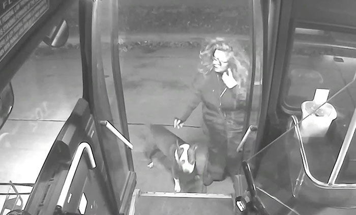 This Bus Driver Notices 2 Lost Dogs On The Roadside, Helps Them Make It Home For The Holidays This Bus Driver Notices 2 Lost Dogs On The Roadside, Helps Them Make It Home For The Holidays
