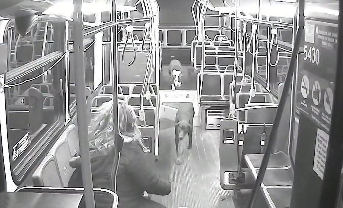 This Bus Driver Notices 2 Lost Dogs On The Roadside, Helps Them Make It Home For The Holidays This Bus Driver Notices 2 Lost Dogs On The Roadside, Helps Them Make It Home For The Holidays