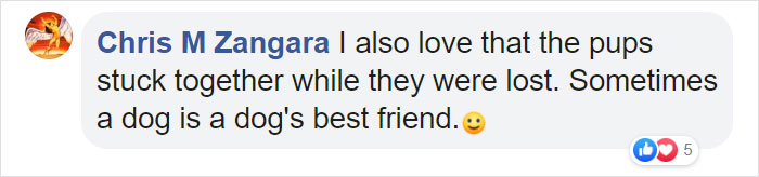 This Bus Driver Notices 2 Lost Dogs On The Roadside, Helps Them Make It Home For The Holidays This Bus Driver Notices 2 Lost Dogs On The Roadside, Helps Them Make It Home For The Holidays