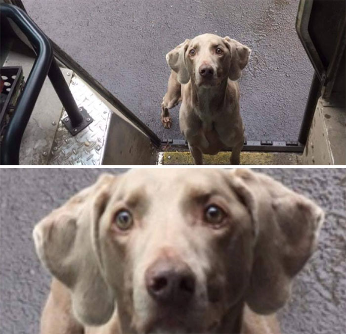 UPS-Drivers-Meets-Animals-Dogs