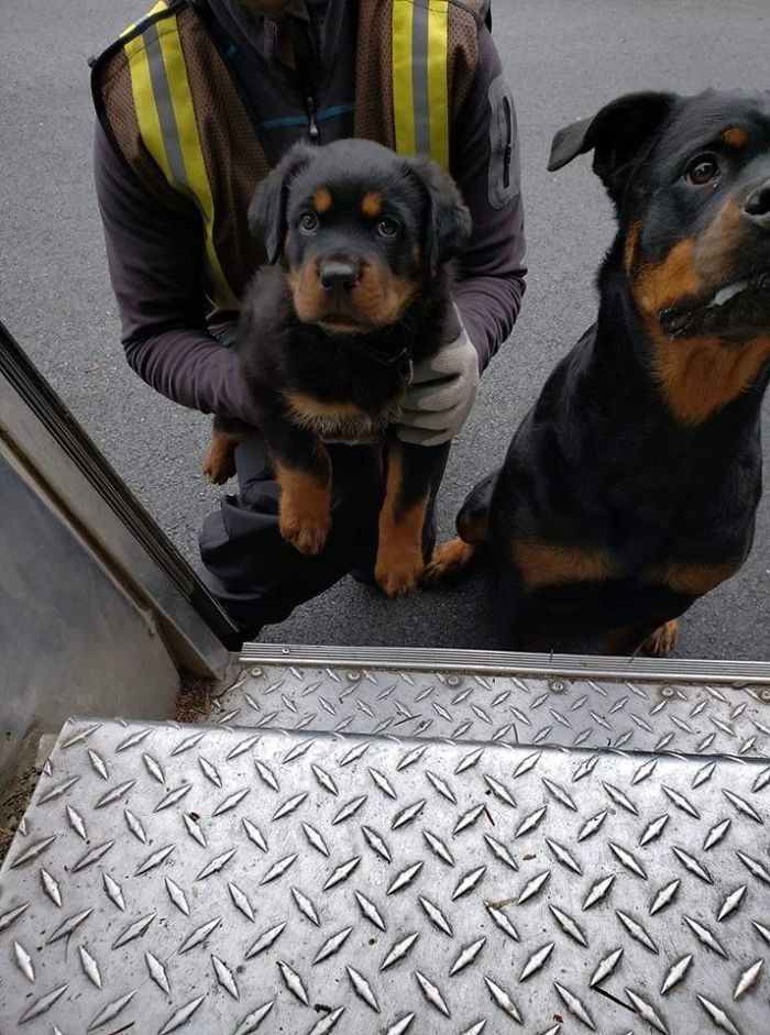 UPS-Drivers-Meets-Animals-Dogs