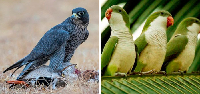 People Share Mindblowing Pairs Of Animals That Look Similar But Are Genetically Incompatible People Share Mindblowing Pairs Of Animals That Look Similar But Are Genetically Incompatible