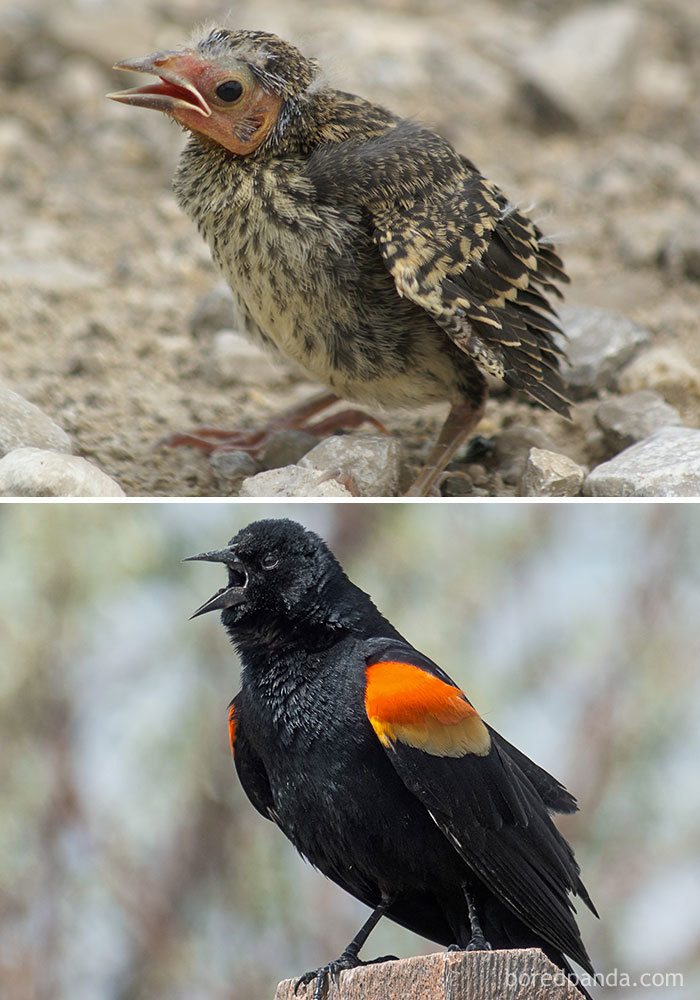 Red-Winged Blackbird