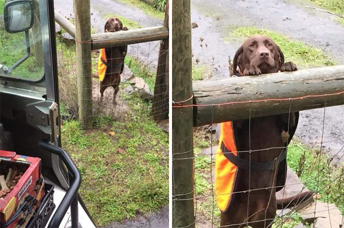 UPS-Drivers-Meets-Animals-Dogs