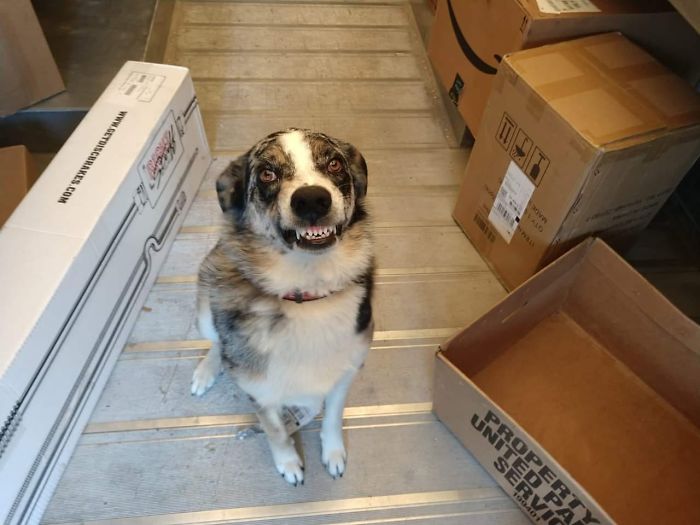 UPS-Drivers-Meets-Animals-Dogs