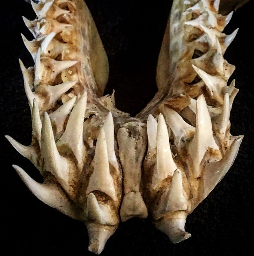 У какого животного всю жизнь растут зубы. Череп акулы мако.