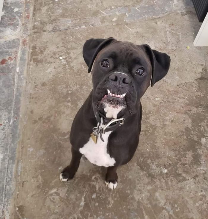 UPS-Drivers-Meets-Animals-Dogs