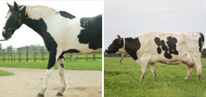 People Share Mindblowing Pairs Of Animals That Look Similar But Are Genetically Incompatible People Share Mindblowing Pairs Of Animals That Look Similar But Are Genetically Incompatible