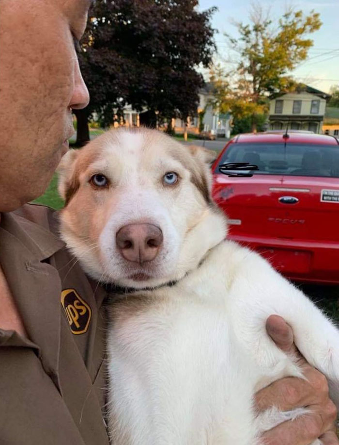 UPS-Drivers-Meets-Animals-Dogs