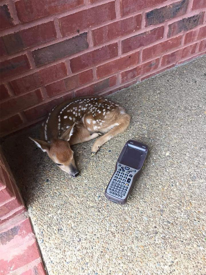 UPS-Drivers-Meets-Animals-Dogs