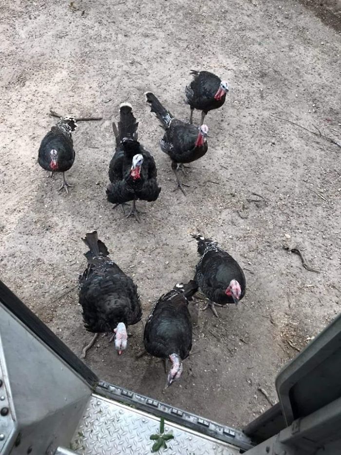 UPS-Drivers-Meets-Animals-Dogs