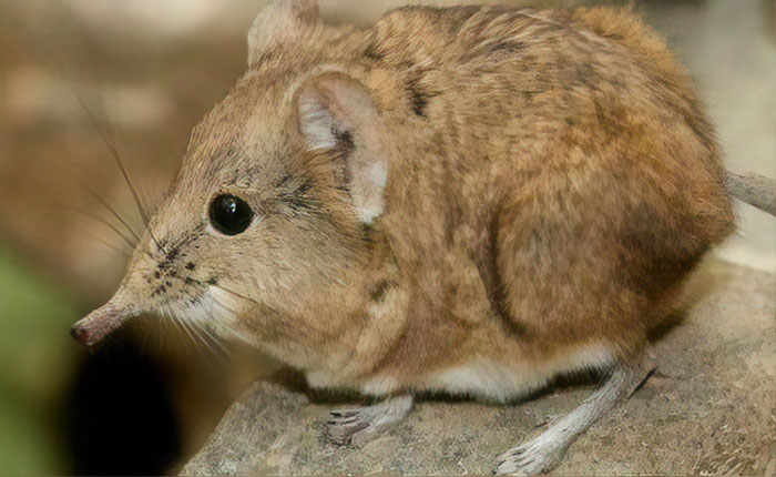 People Share Mindblowing Pairs Of Animals That Look Similar But Are Genetically Incompatible People Share Mindblowing Pairs Of Animals That Look Similar But Are Genetically Incompatible