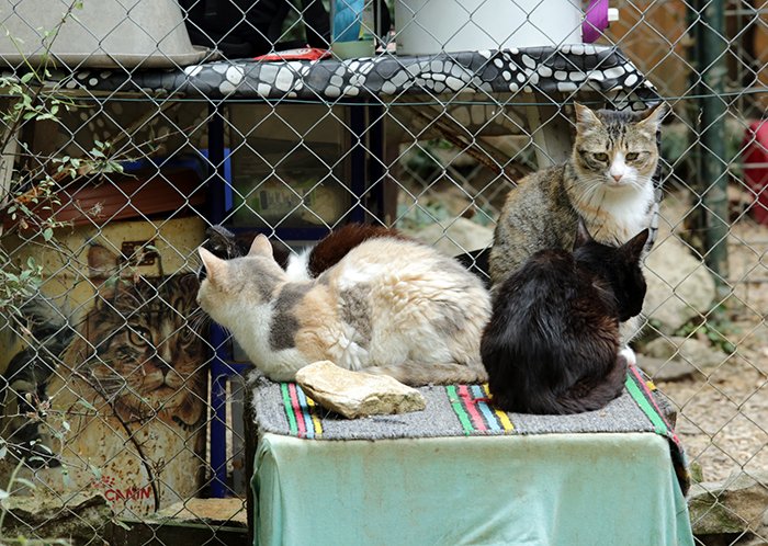 This Girl Explained The Difference Between A ‘Kill’ And ‘No-Kill’ Animal Shelter And It’s Eye-Opening This Girl Explained The Difference Between A ‘Kill’ And ‘No-Kill’ Animal Shelter And It’s Eye-Opening