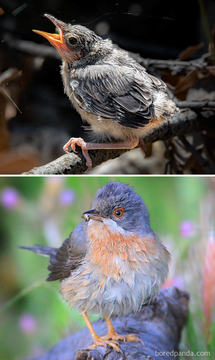Subalpine Warbler
