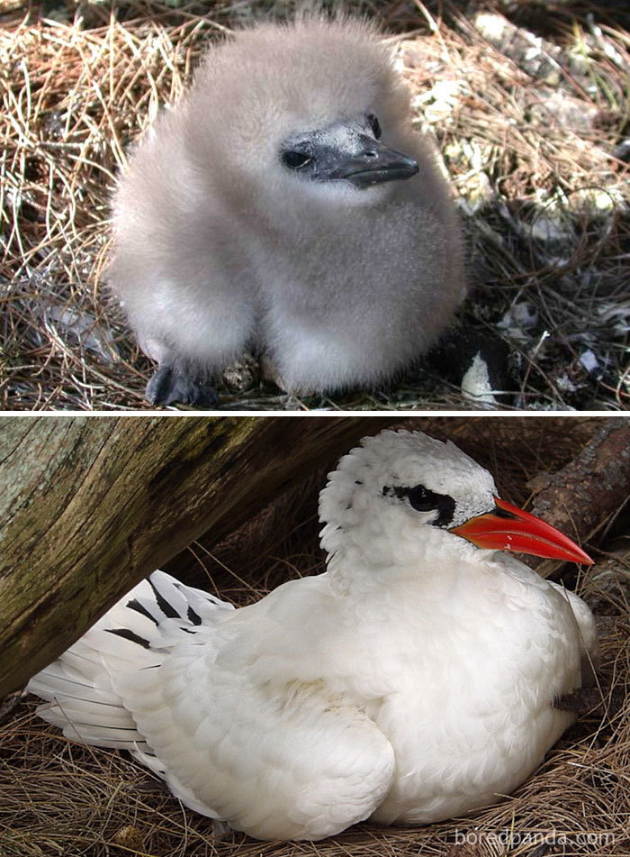 Red Tailed Tropic Bird