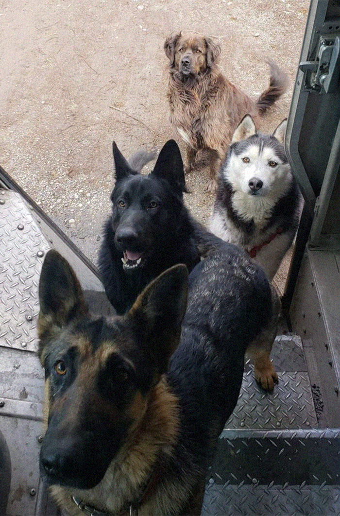 UPS-Drivers-Meets-Animals-Dogs