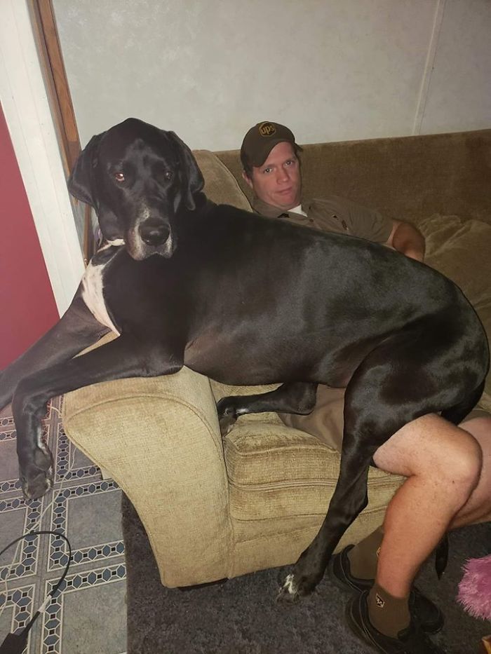 UPS-Drivers-Meets-Animals-Dogs