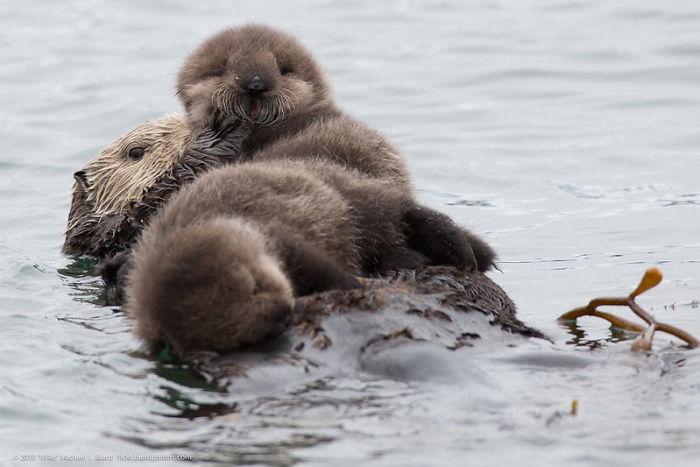 Cute-Baby-Sea-Otters