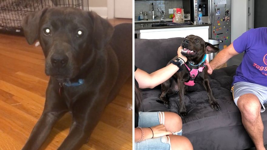 I Fostered 6 Rescue Dogs And They All Live Happily Ever After