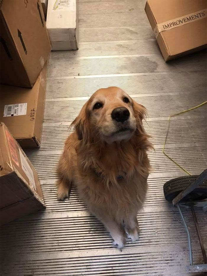 UPS-Drivers-Meets-Animals-Dogs