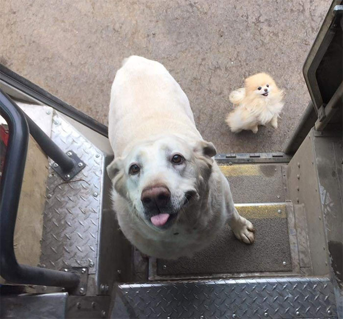 UPS-Drivers-Meets-Animals-Dogs