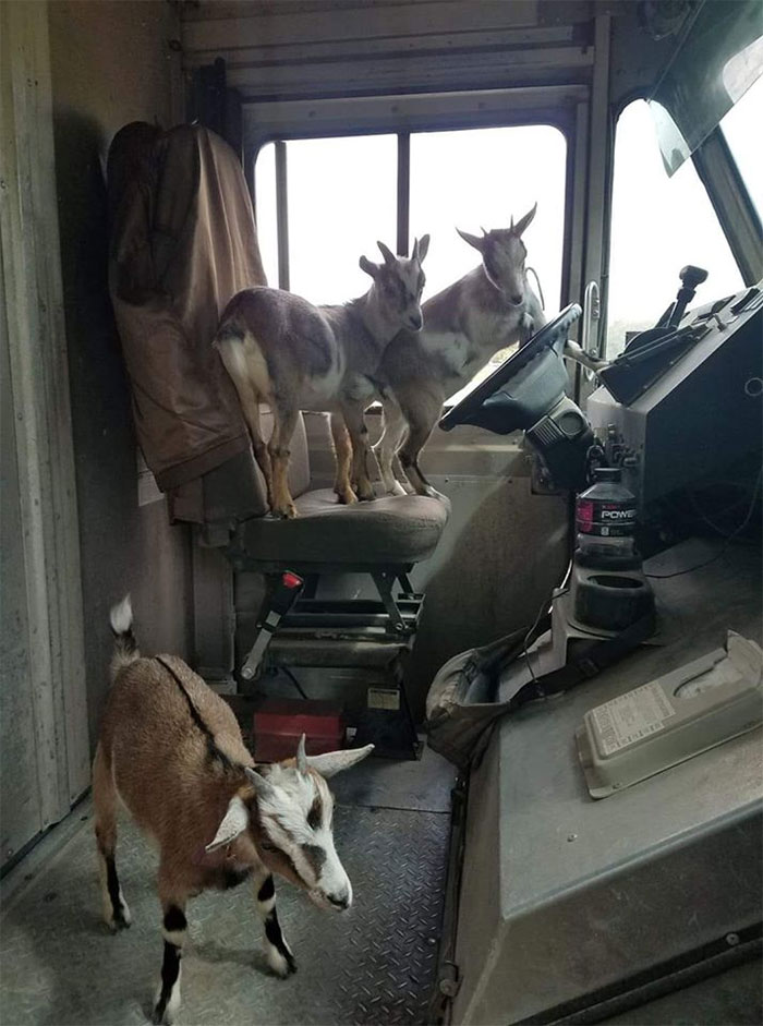 UPS-Drivers-Meets-Animals-Dogs
