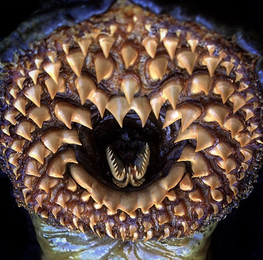 The Horrific Mouth Of A Lamprey (Bloodsucking Parasite)
