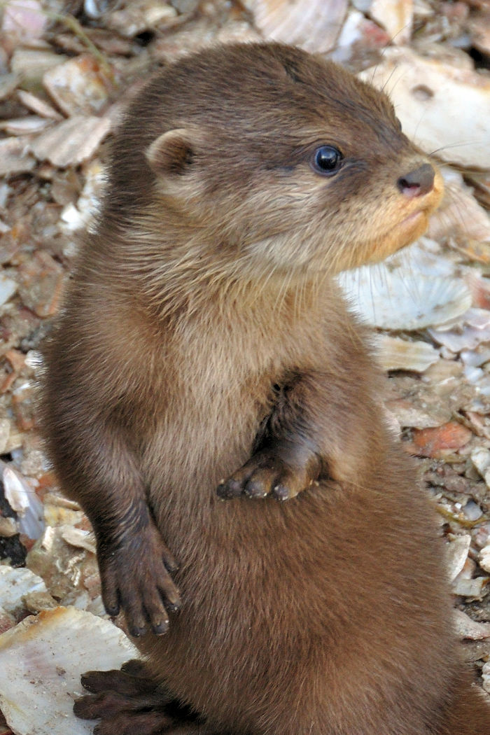 Cute-Baby-Sea-Otters
