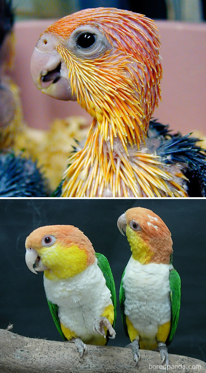 Caique