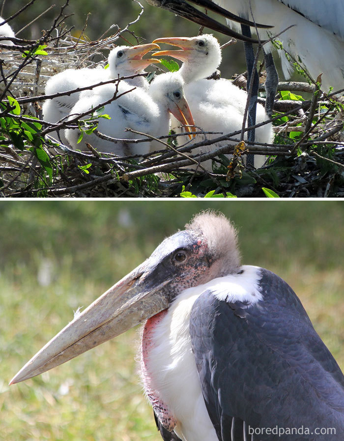 Marabou Stork