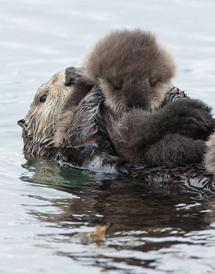 Cute-Baby-Sea-Otters