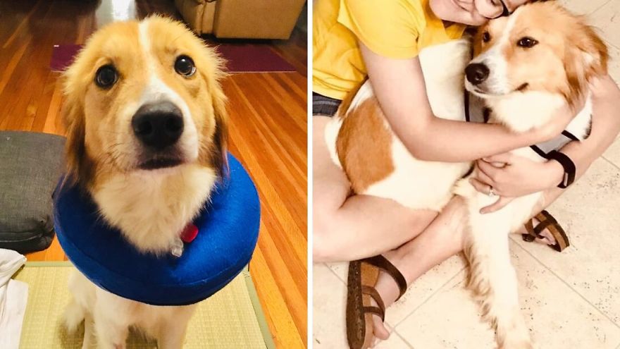 I Fostered 6 Rescue Dogs And They All Live Happily Ever After