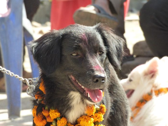 There's A Festival In Nepal And India Where Humans Thank Dogs For Their Loyalty And Friendship