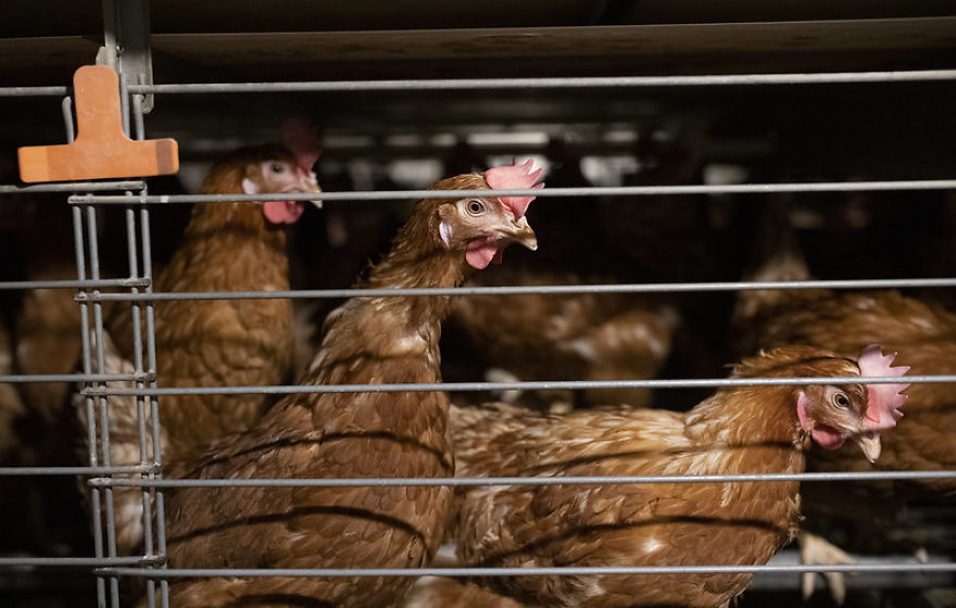 Laying Hens In Cage System