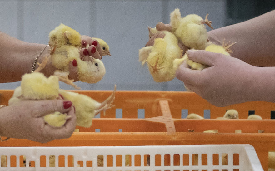 Determining The Sex Of The Chickens