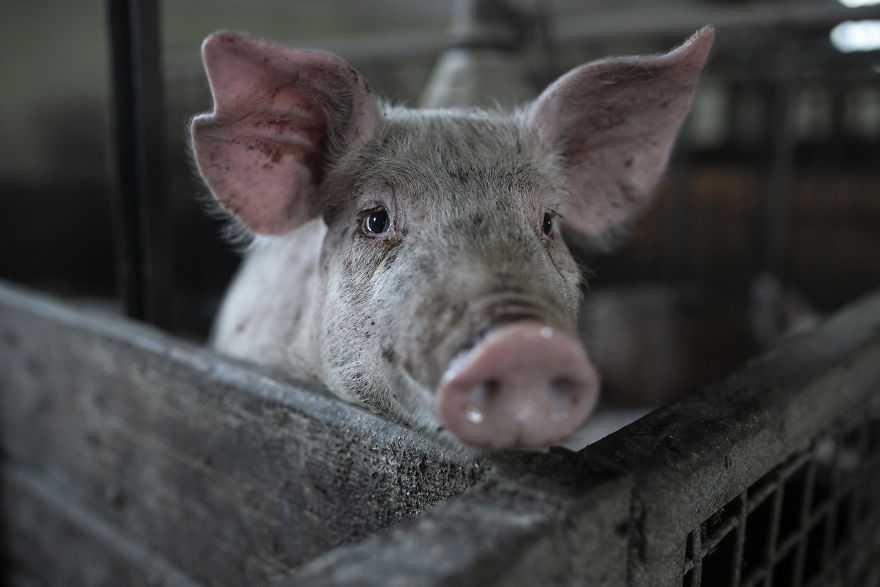 A Pig Interacting With The Activists