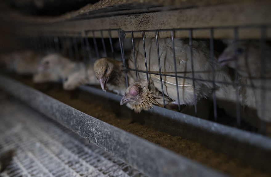 A Sick Quail On A Ukrainian Quail Farm