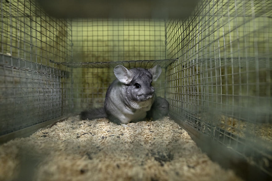 Chinchilla Fur Farm, Ukraine