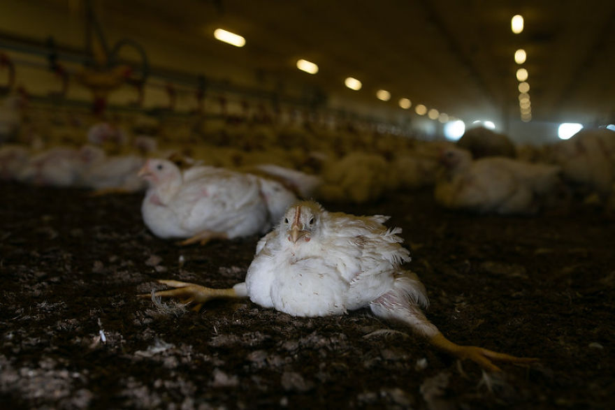 Broiler Chicken, Unable To Move