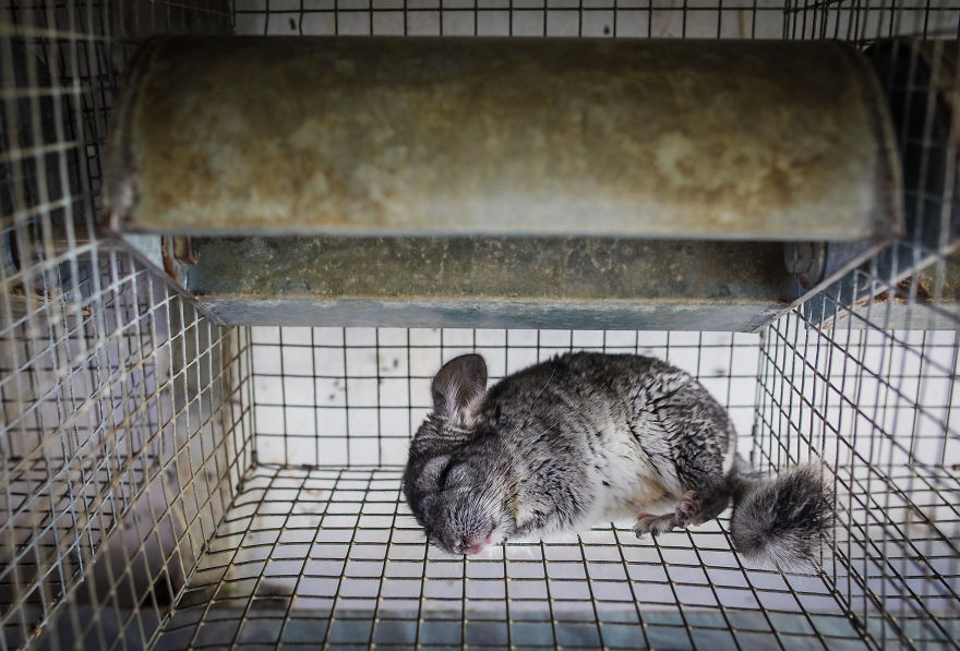 A Sleeping Chinchilla On A Fur Farm