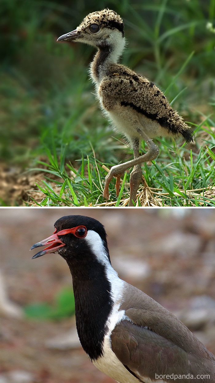 Red Wattled Lapwing