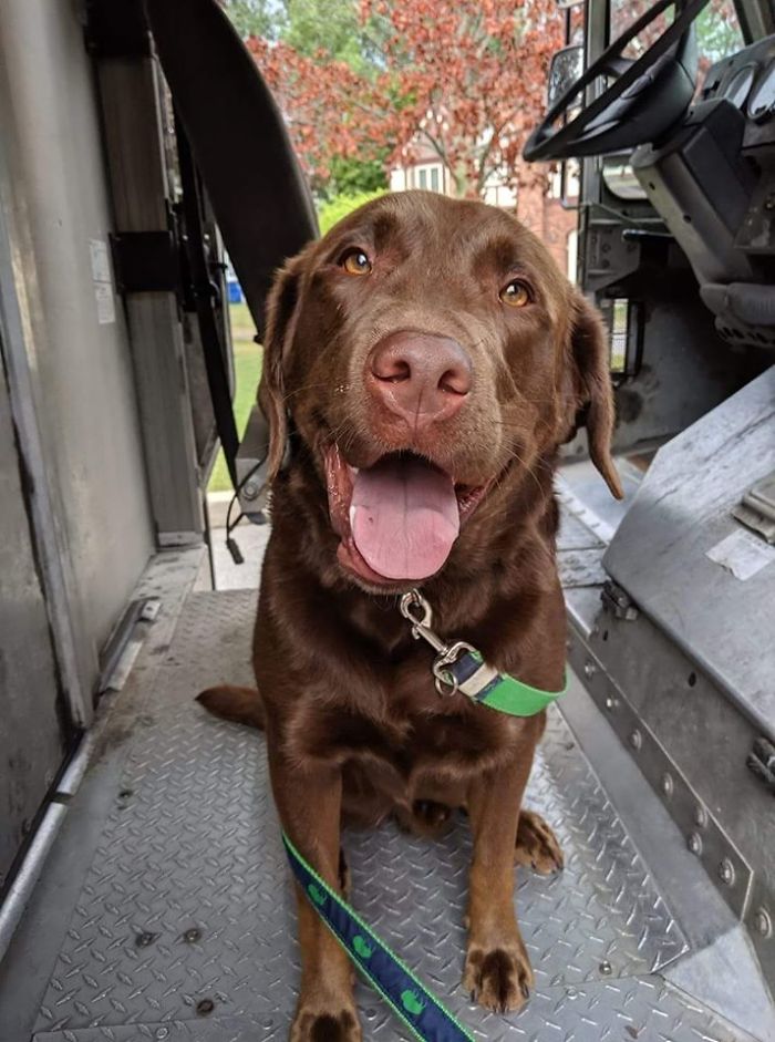 UPS-Drivers-Meets-Animals-Dogs