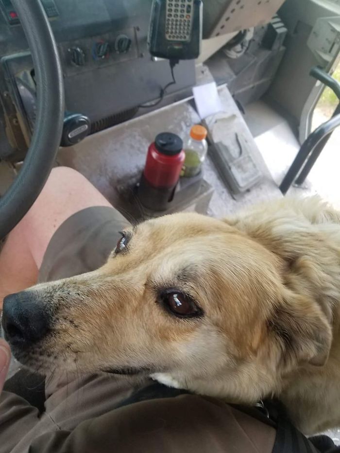 UPS-Drivers-Meets-Animals-Dogs