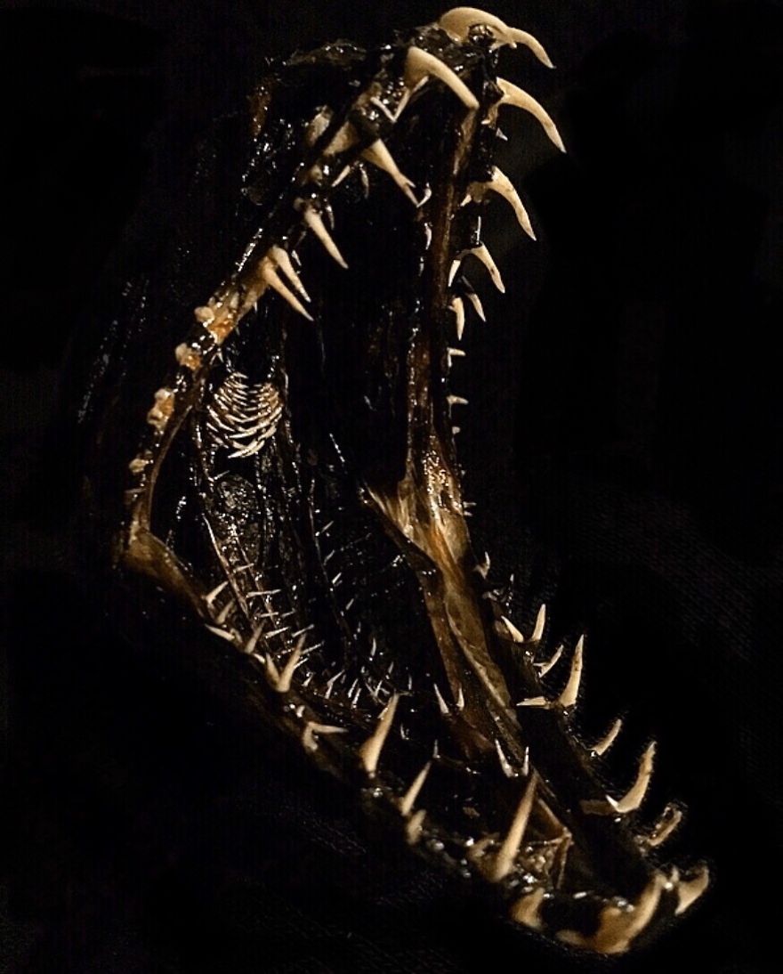 Deep-Sea Snaggletooth Fish