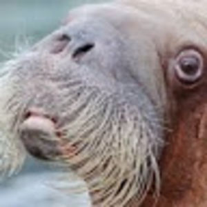 mortimierplays avatar