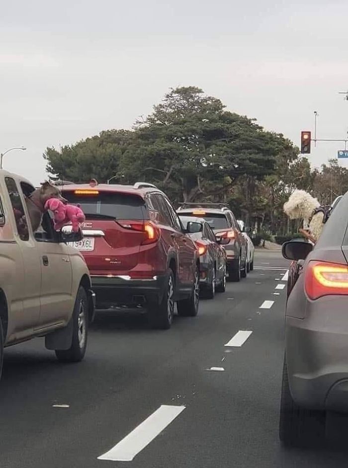 This Pitbull Pulled Out His Teddy To Show It To The Dog Of The Other Car