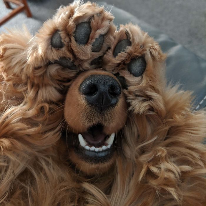 Was Told To Share My Dog Playing Peekaboo Here Too. She's The Best Doggo.