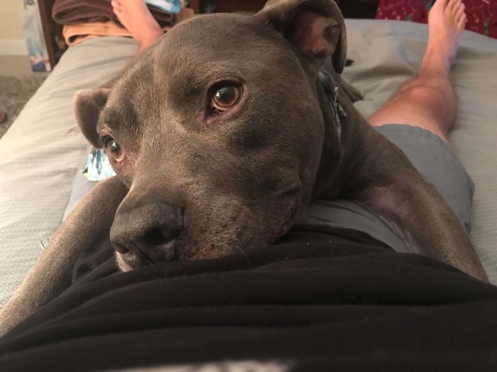 My Dog When I Finally Get Home From Work.